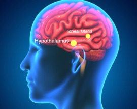 Hypothalamus-and-pineal-gland